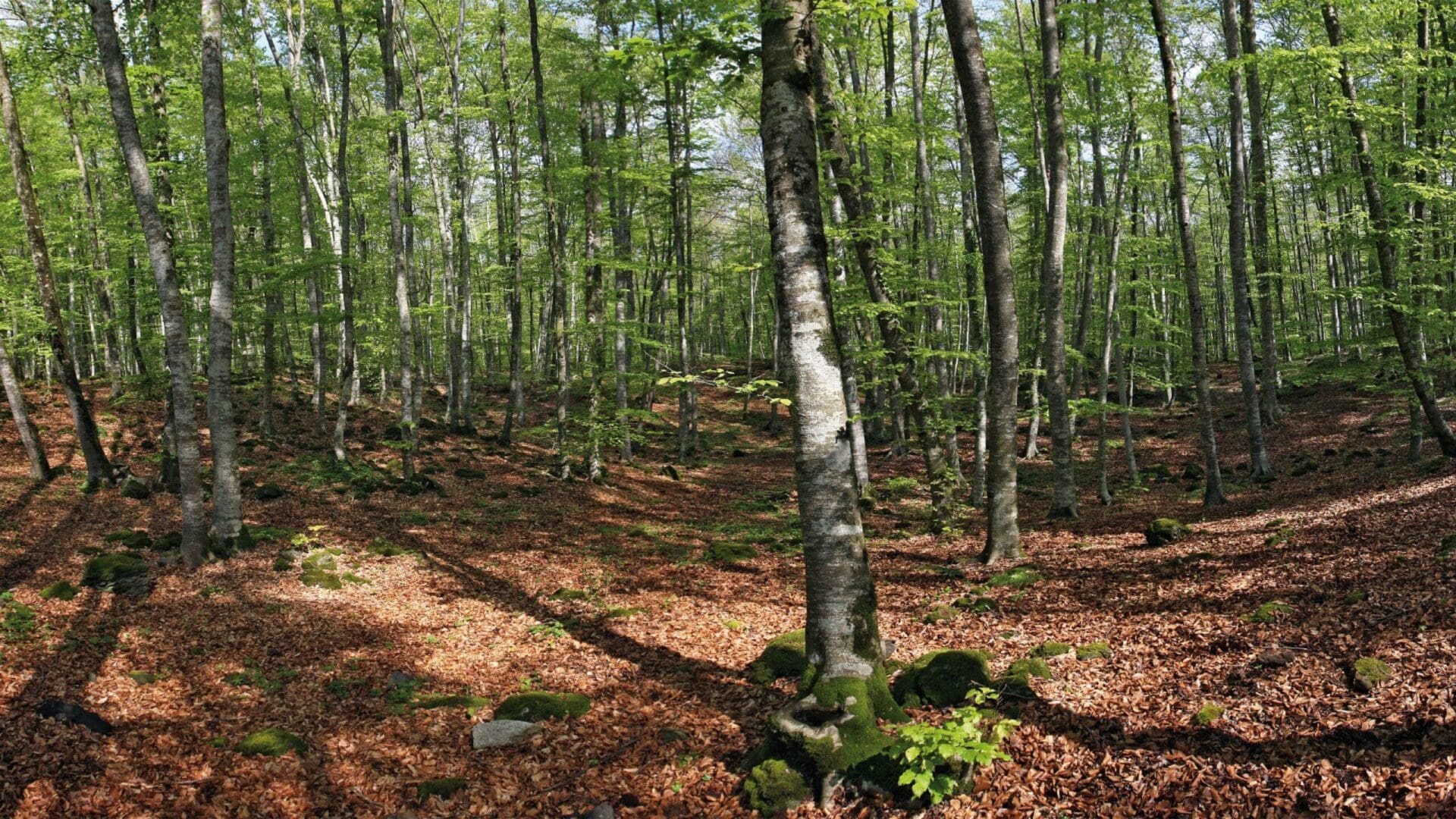 La Fageda d'en Jordà